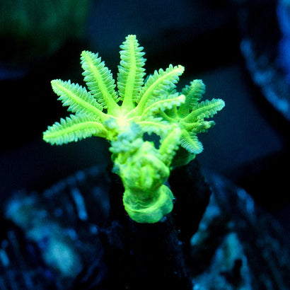 JC Neon Green Clove Polyp