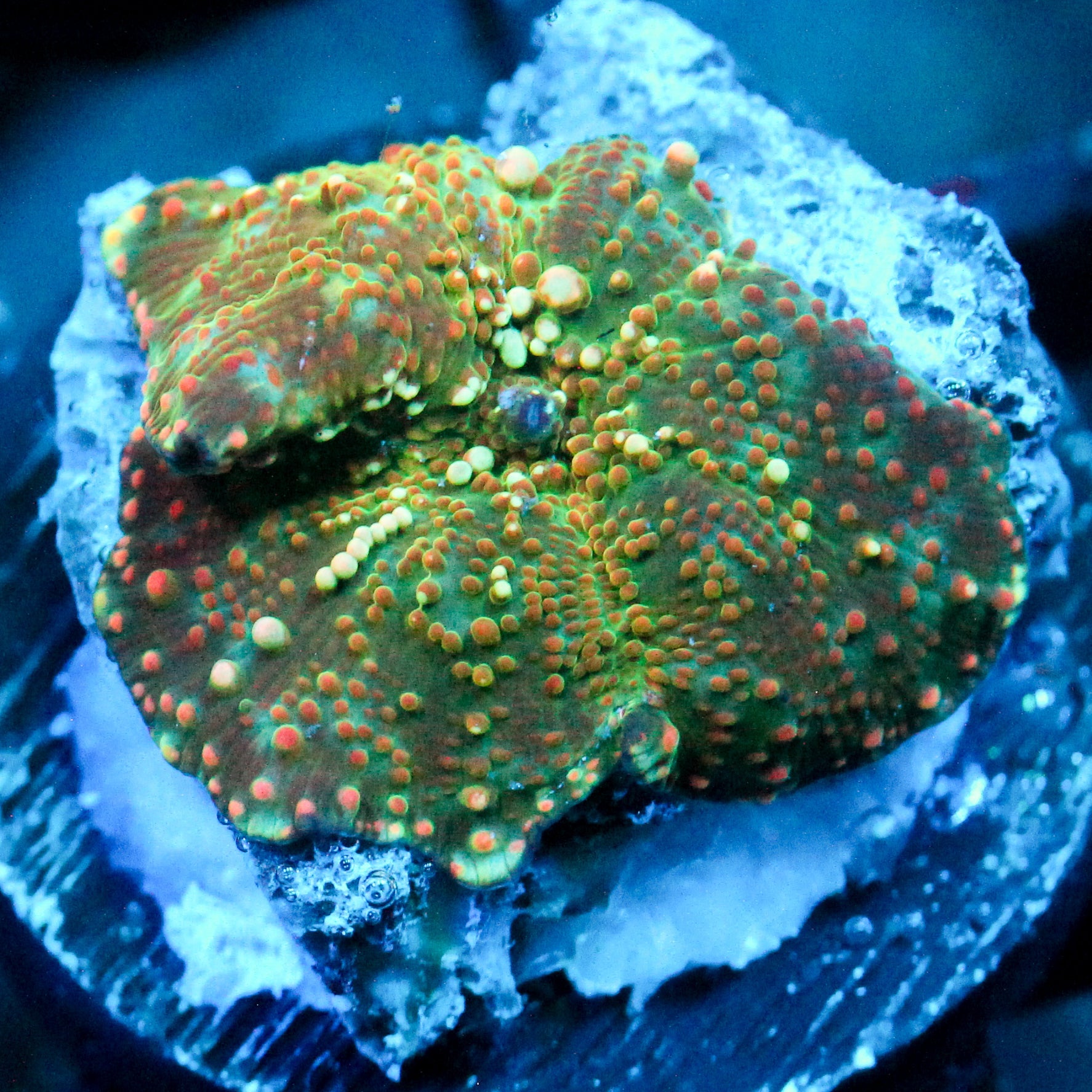 JC Stellar Discosoma