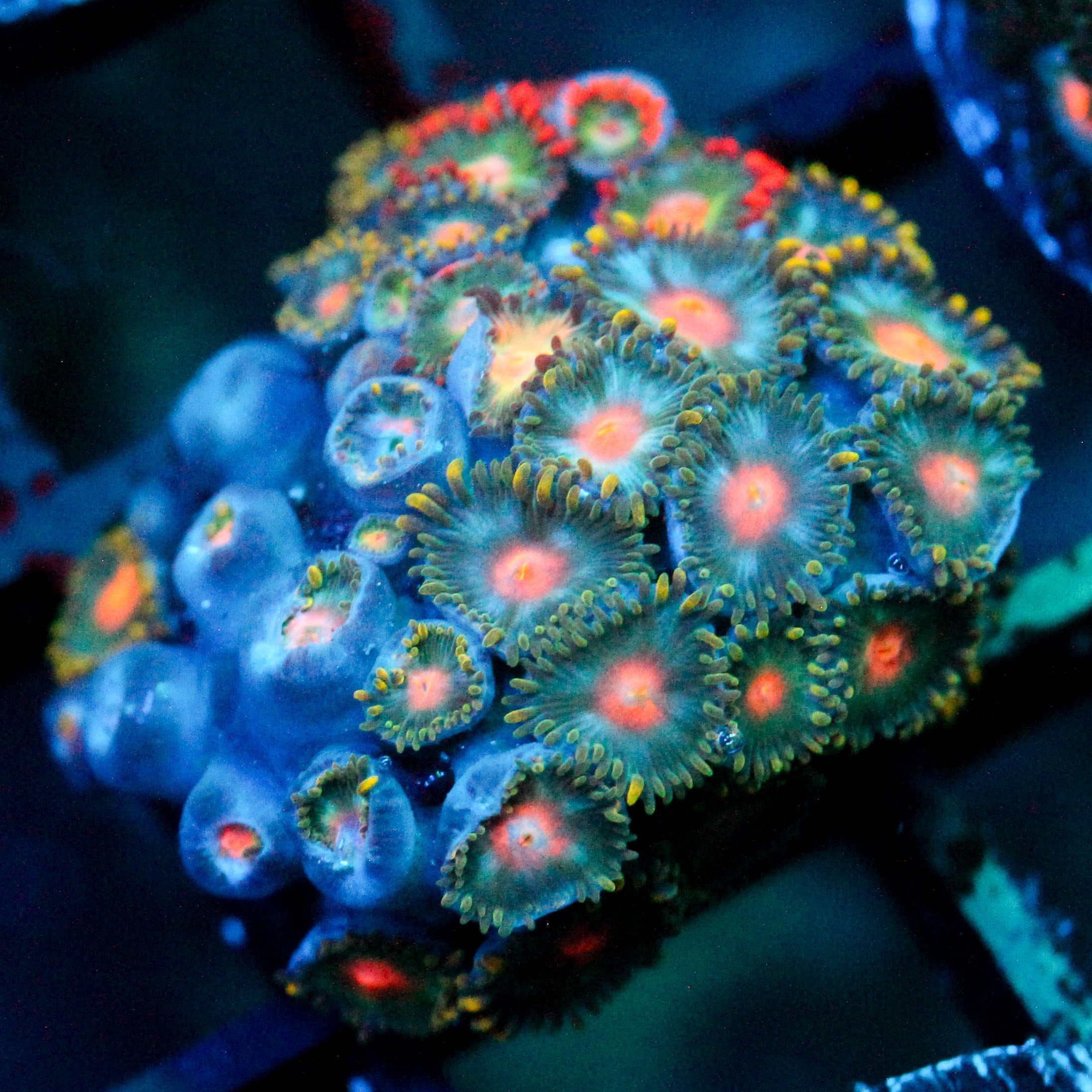 JC Zoa Garden Seed