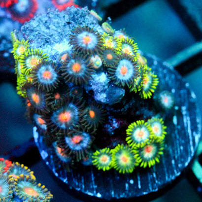JC Zoa Garden Seed
