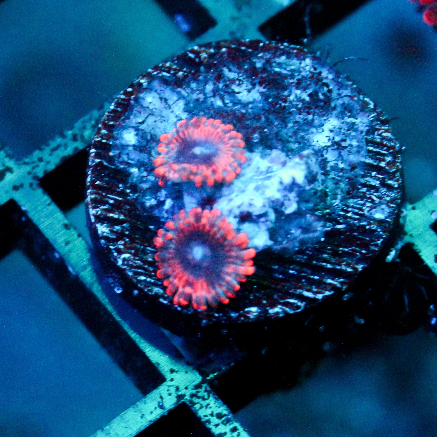 JC Typhloshion Zoanthid