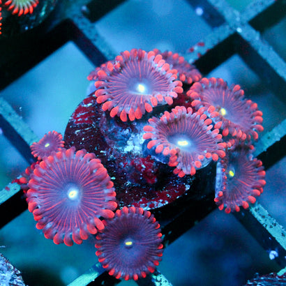 JC Purple People Eater Zoanthid