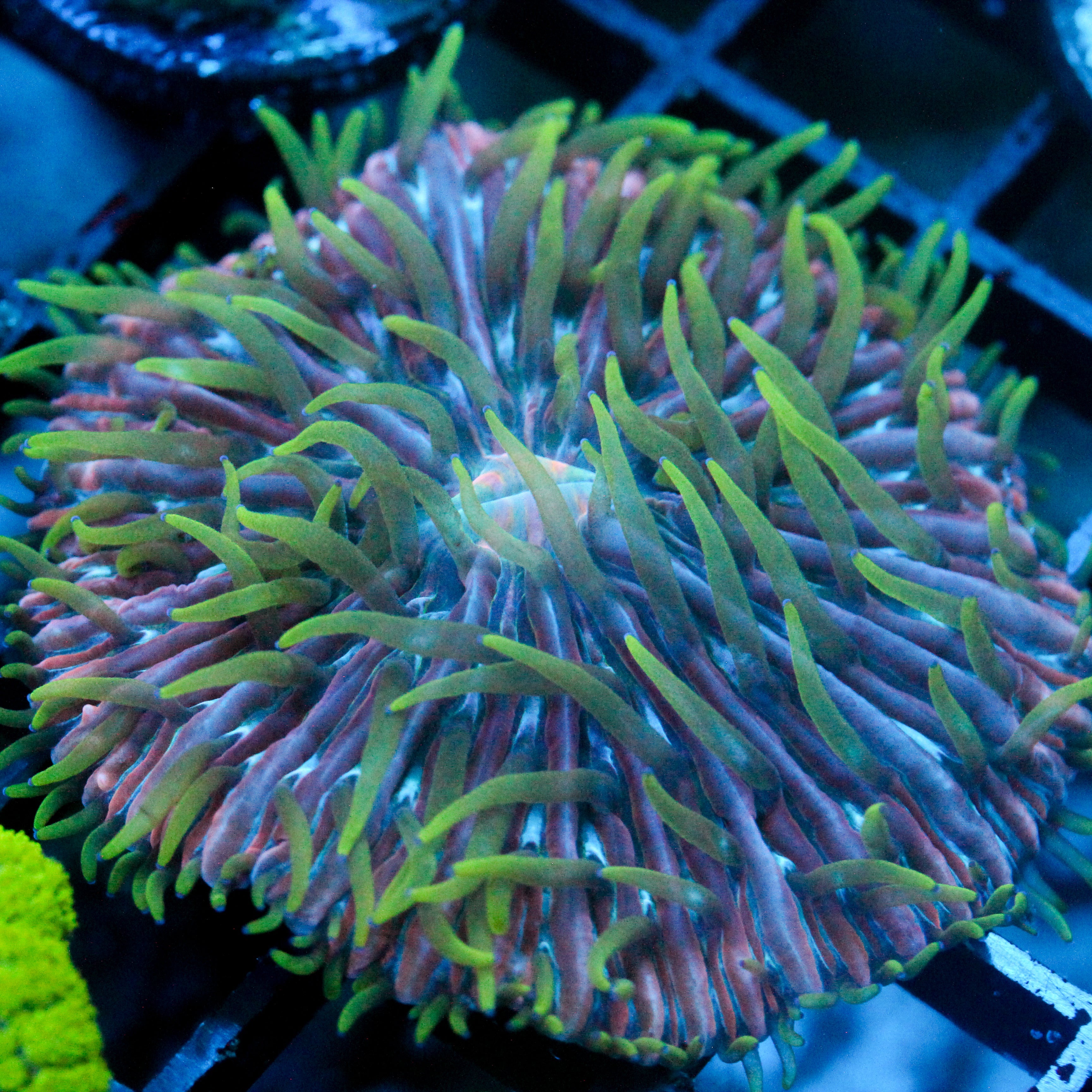 JC UV Radiation Plate Coral 2"
