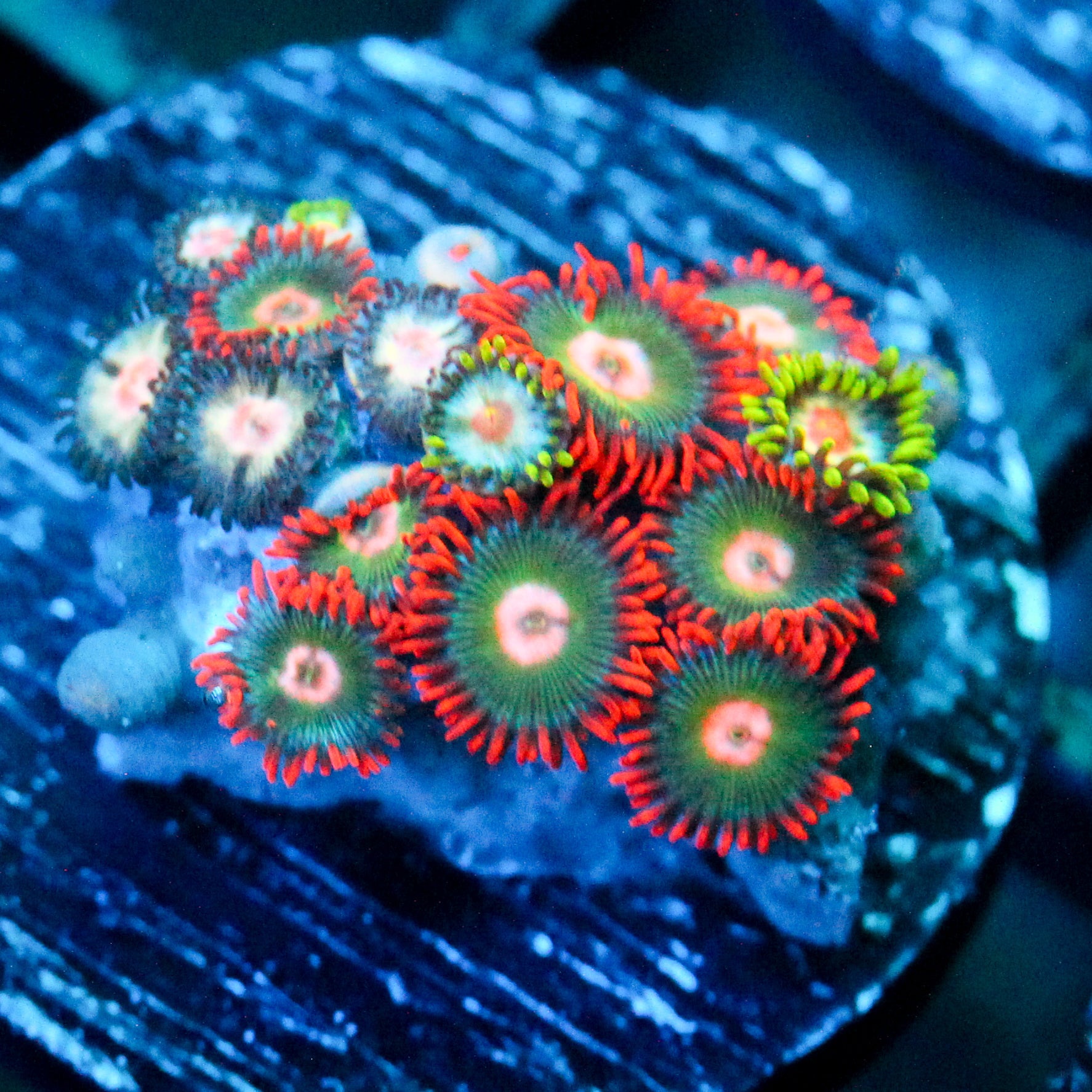 JC Gatorade Zoanthid Mix