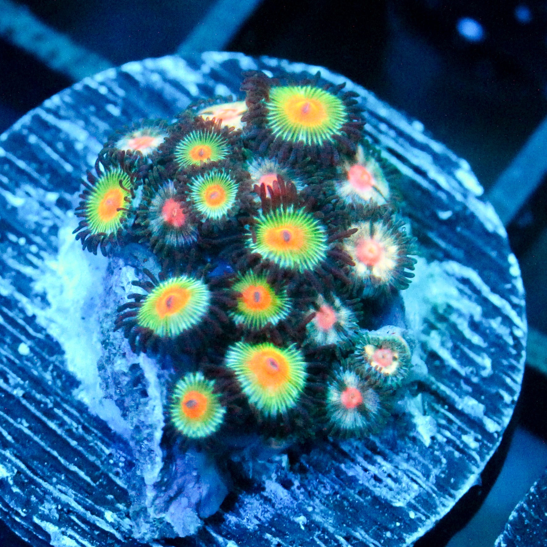 JC Zoa Garden Seed
