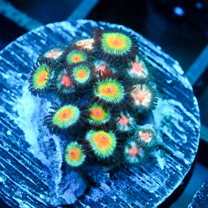 JC Zoa Garden Seed