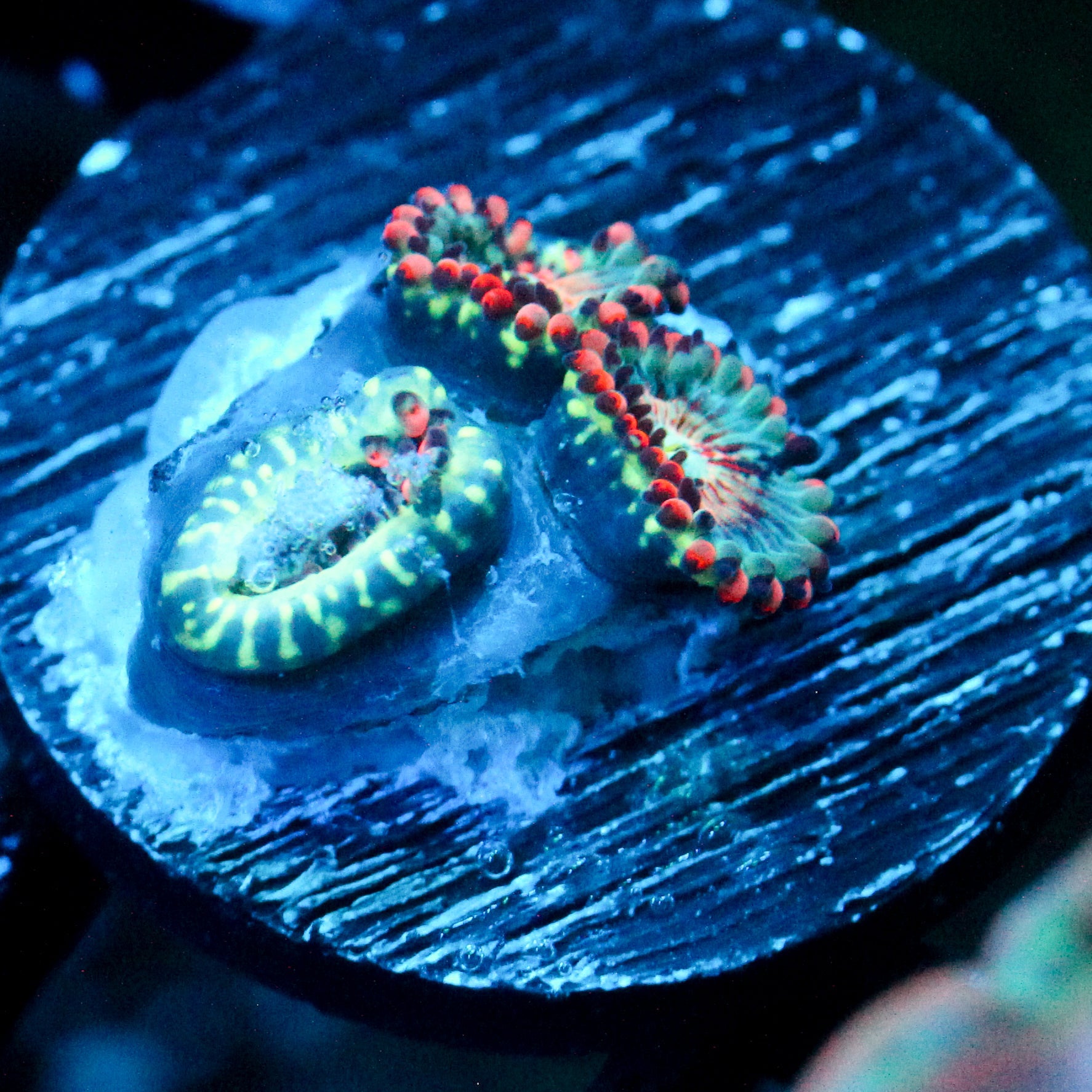 JC White Zombie Zoanthid