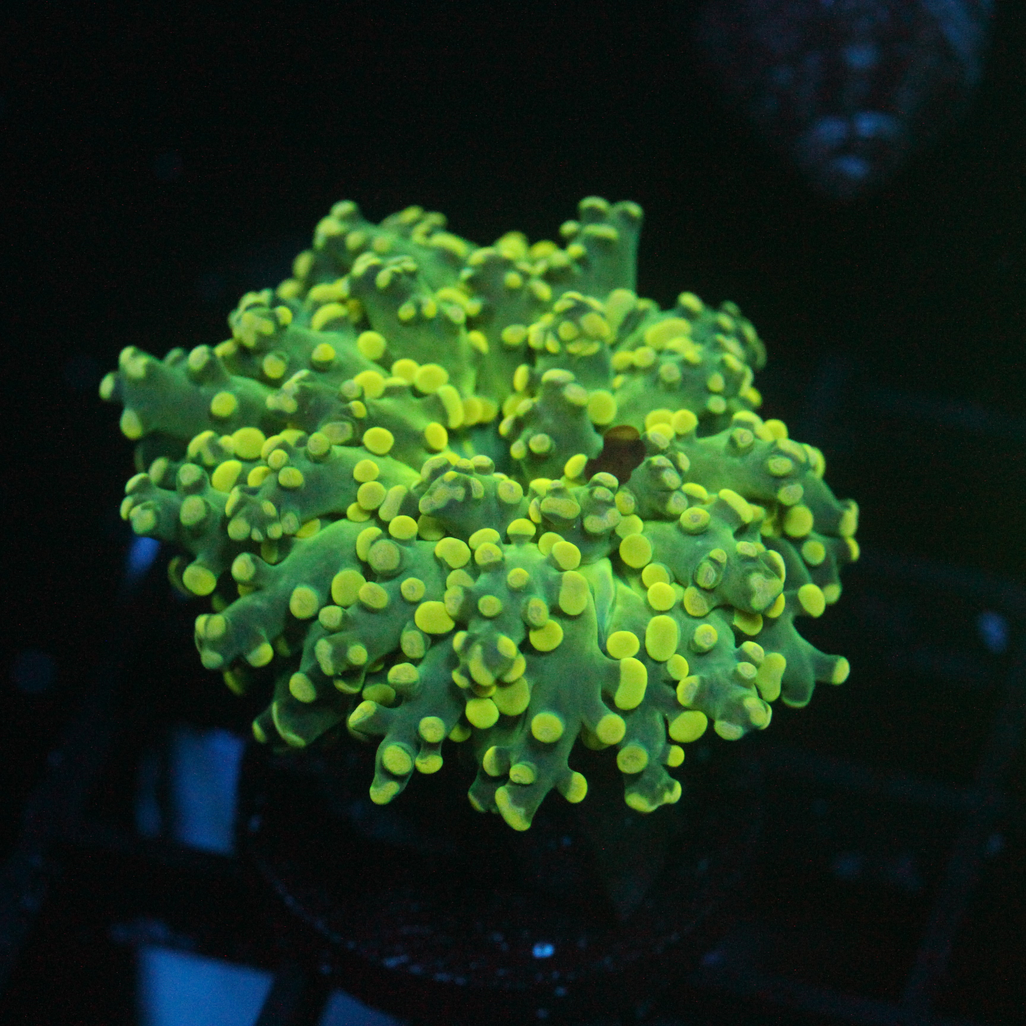JC Green Grouch Octo