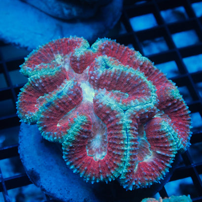 JC Rainbow Symphyllia