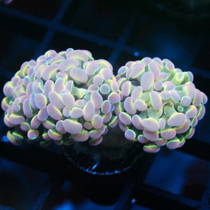 JC Ultra Hologram Hammer