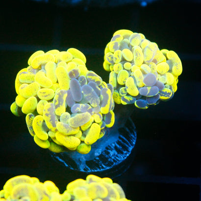 JC Yellow Splatter Hammer