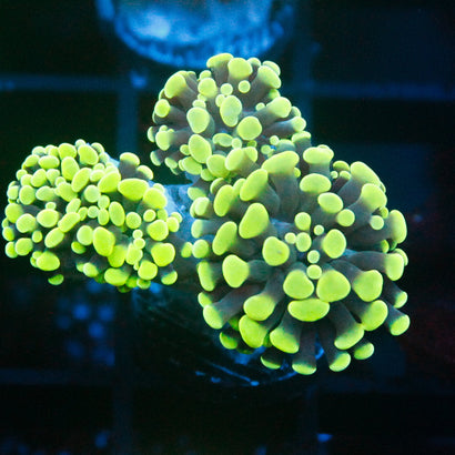 JC Neon Green Hammer Mini Colony