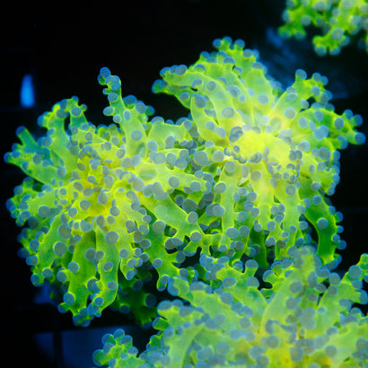 JC Hulk Octospawn
