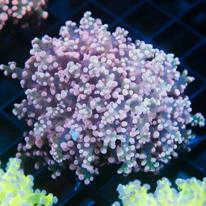 JC Pink Tip Octospawn