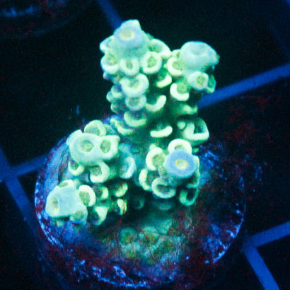 JC Baha Blast Crusty