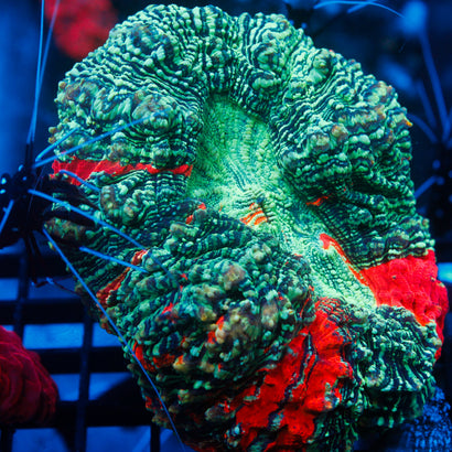 JC Psychadelic Acanthophyllia