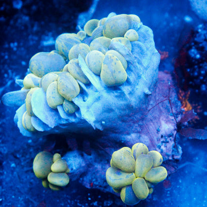 JC Splatter Bubble Coral