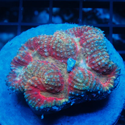 JC Rainbow Symphyllia