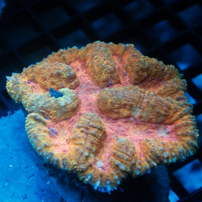 JC Rainbow Symphyllia