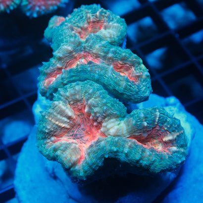 JC Booze Cruise Lobophyllia