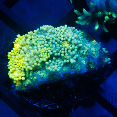 JC Yellow Blaze Goni