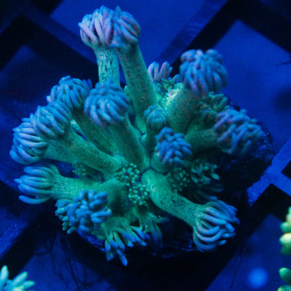 JC Blueberry Blast Goni