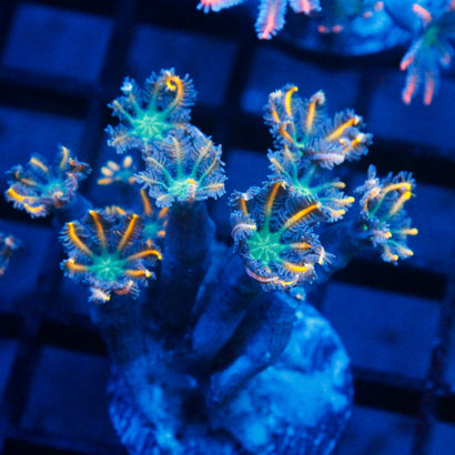 JC Orange Colve Polyp