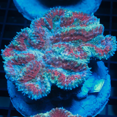 JC Rainbow Symphyllia