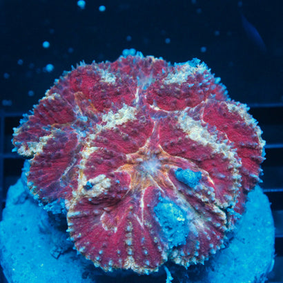 JC Rainbow Lobophyllia