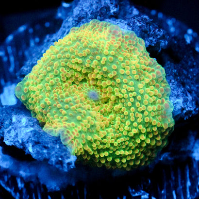 JC Sundance Discosoma