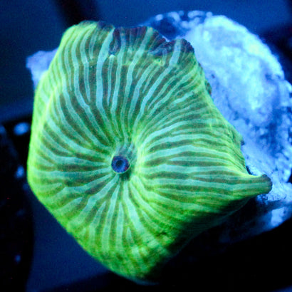 JC Watermelon Rind Discosoma