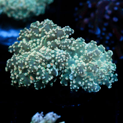 JC Orange Thrum Octo