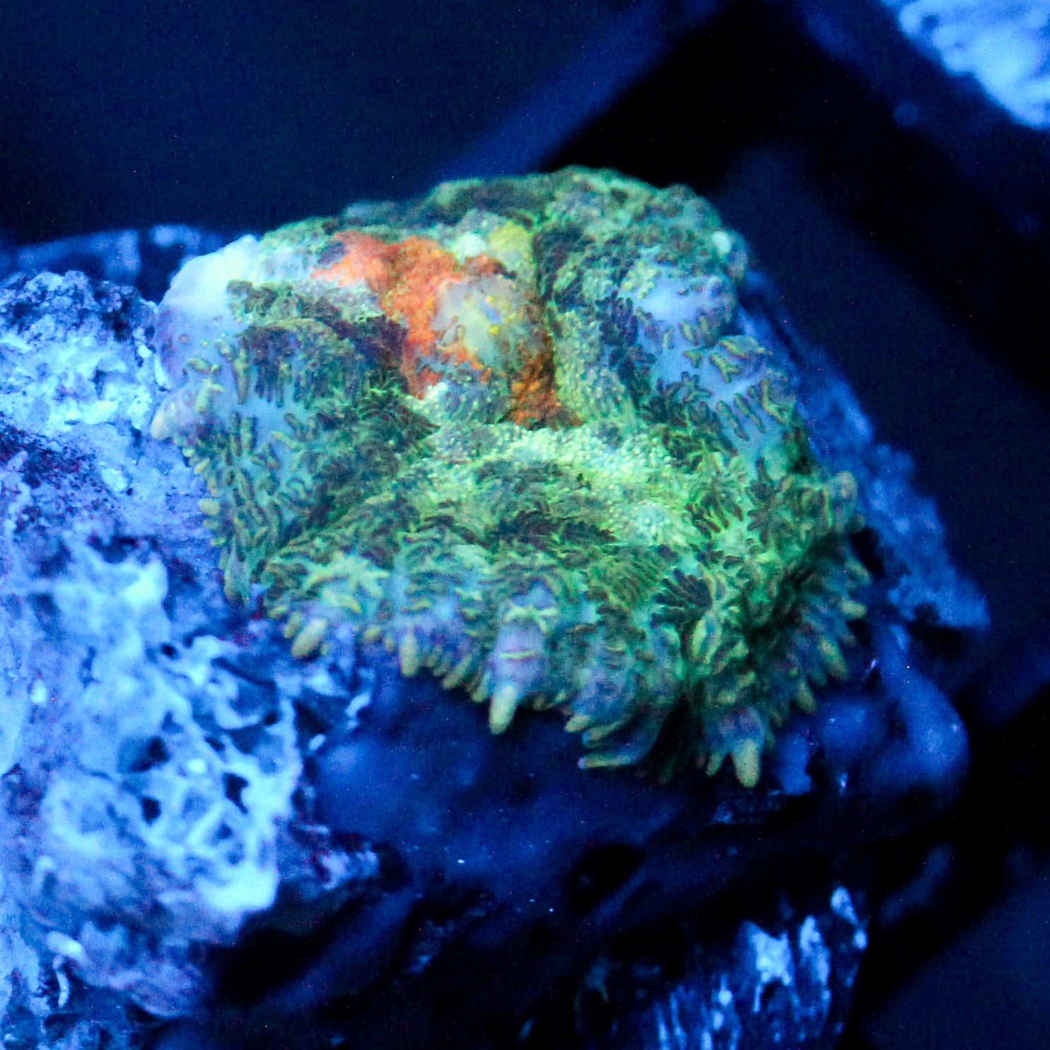 JC Gold Gobbler Rhodactis