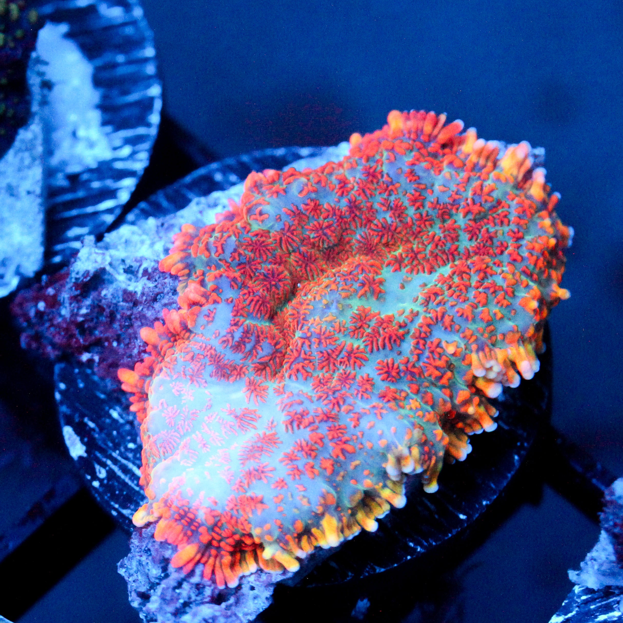 JC Strawberry Jello Rhodactis