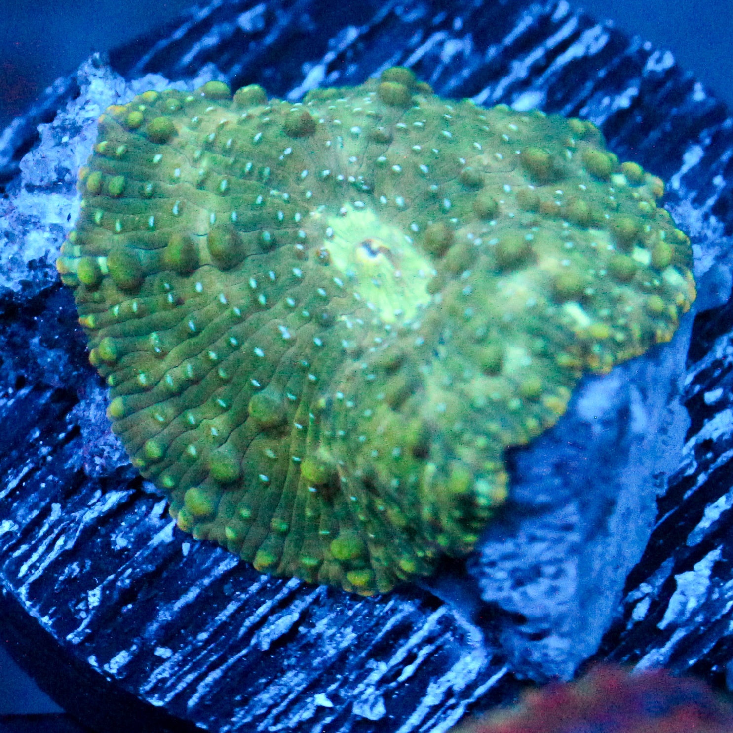 JC Slime Party Discosoma