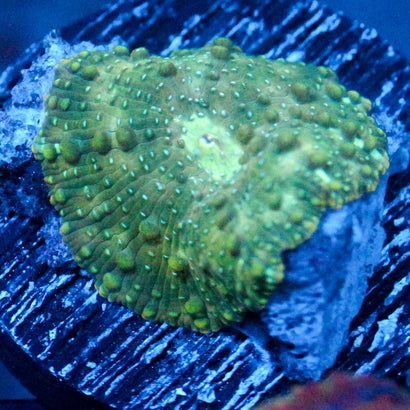 JC Slime Party Discosoma