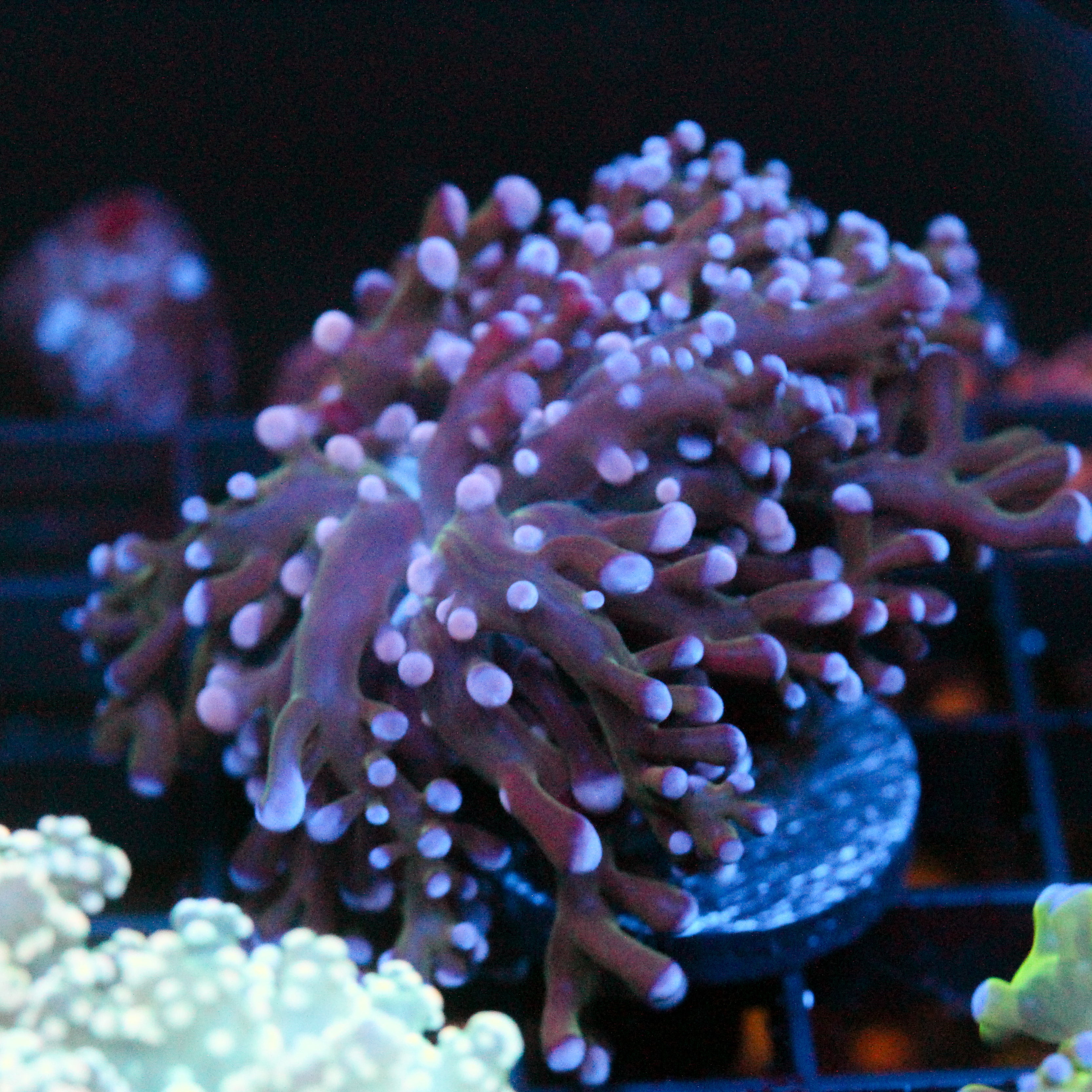 JC Dark candy Octo (only one)