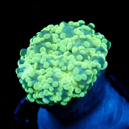 JC Minty Octo
