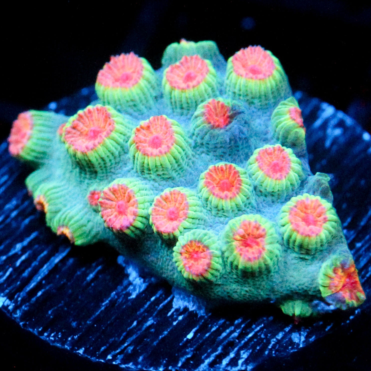 JC Meteor Shower Cyphastrea