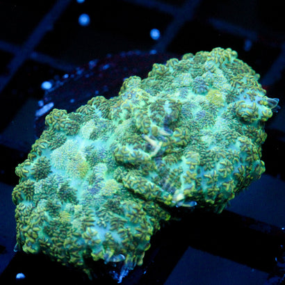 JC Camo Cushion Rhodactis