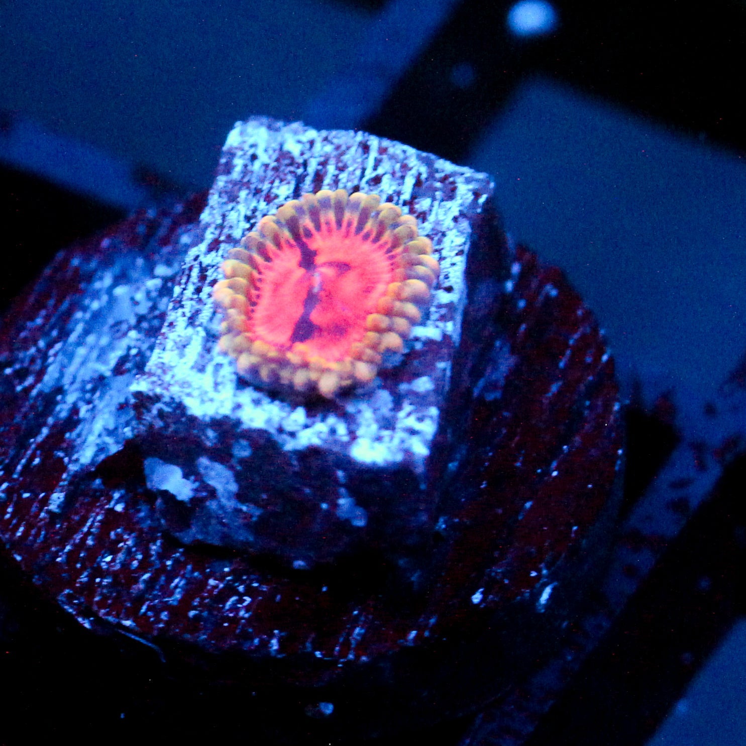 JC Deadpool Zoanthid (Single Polyp)