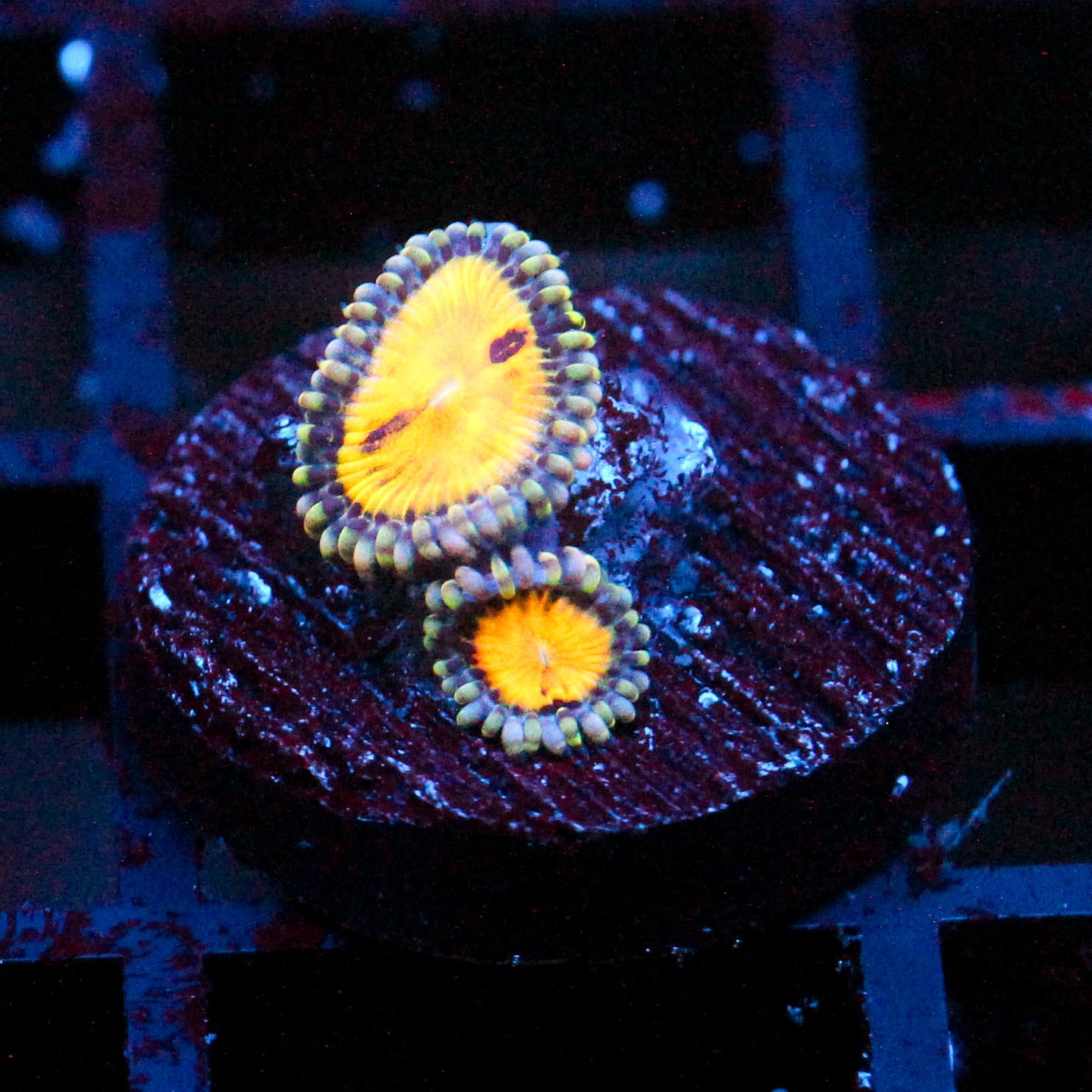 JC Butt Muncher Zoanthid