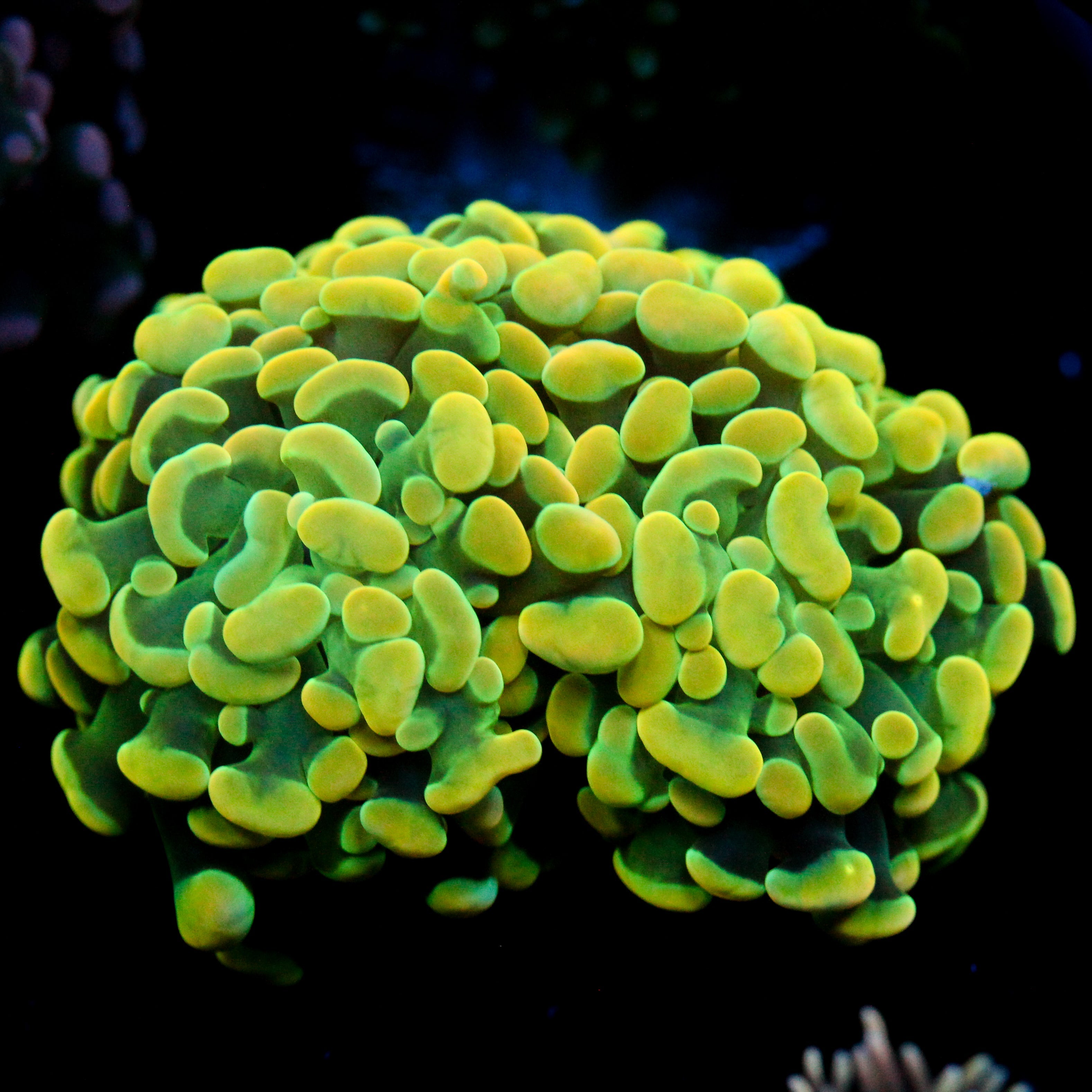 JC Rainbow Gold Hammer