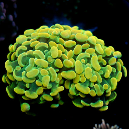 JC Rainbow Gold Hammer
