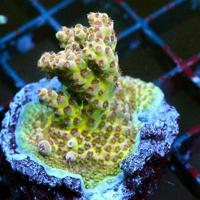 Biota Aquacultured Acropora