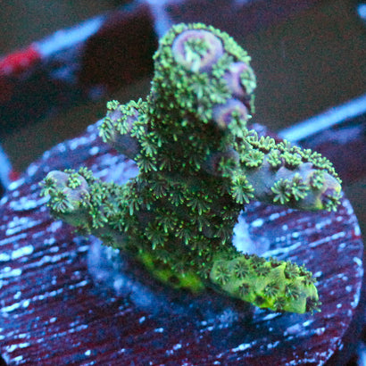 JC Purple Flux