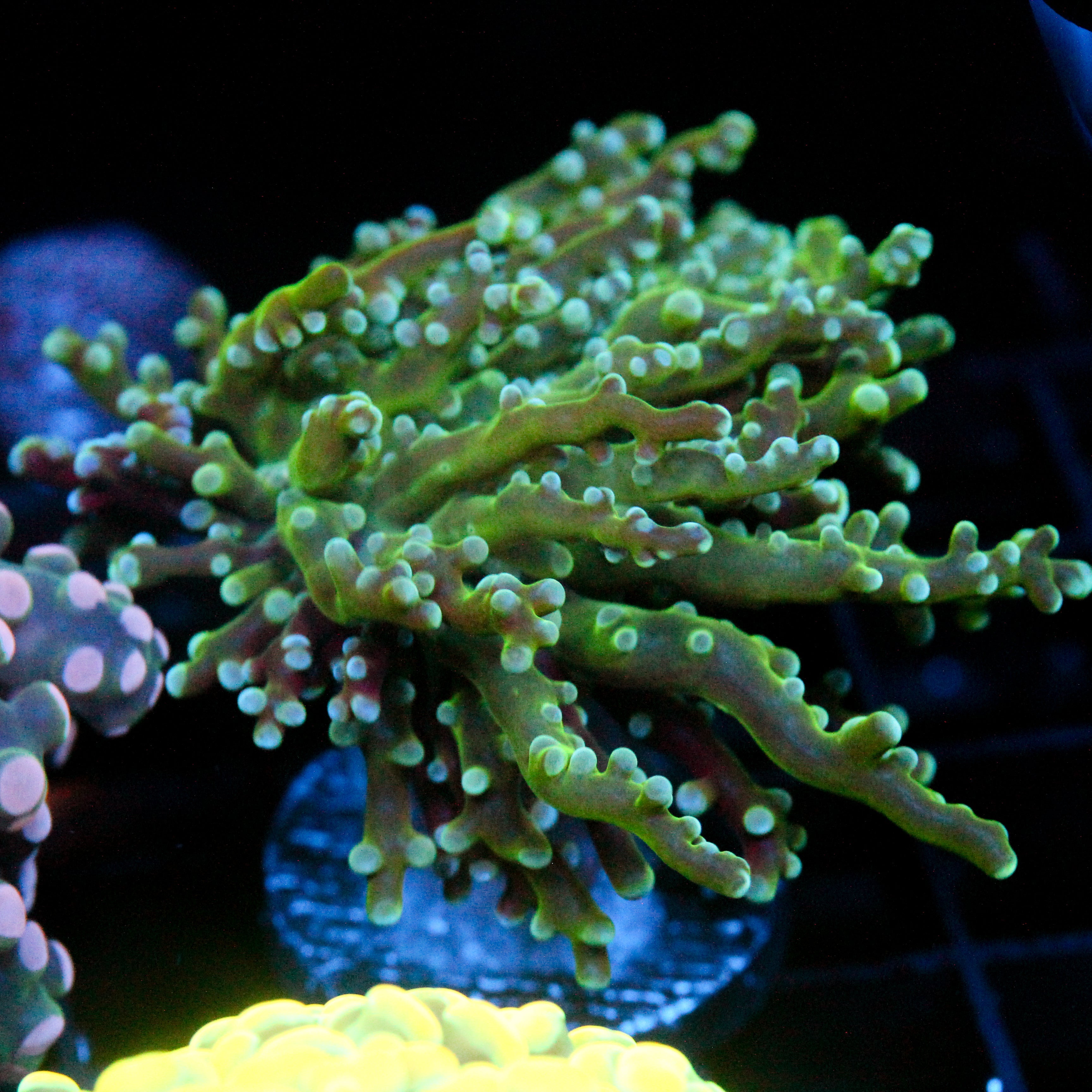 JC The Slime Octo