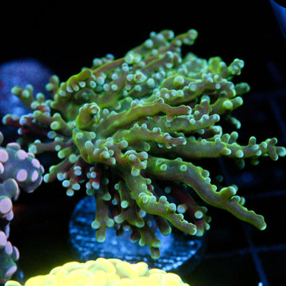 JC The Slime Octo