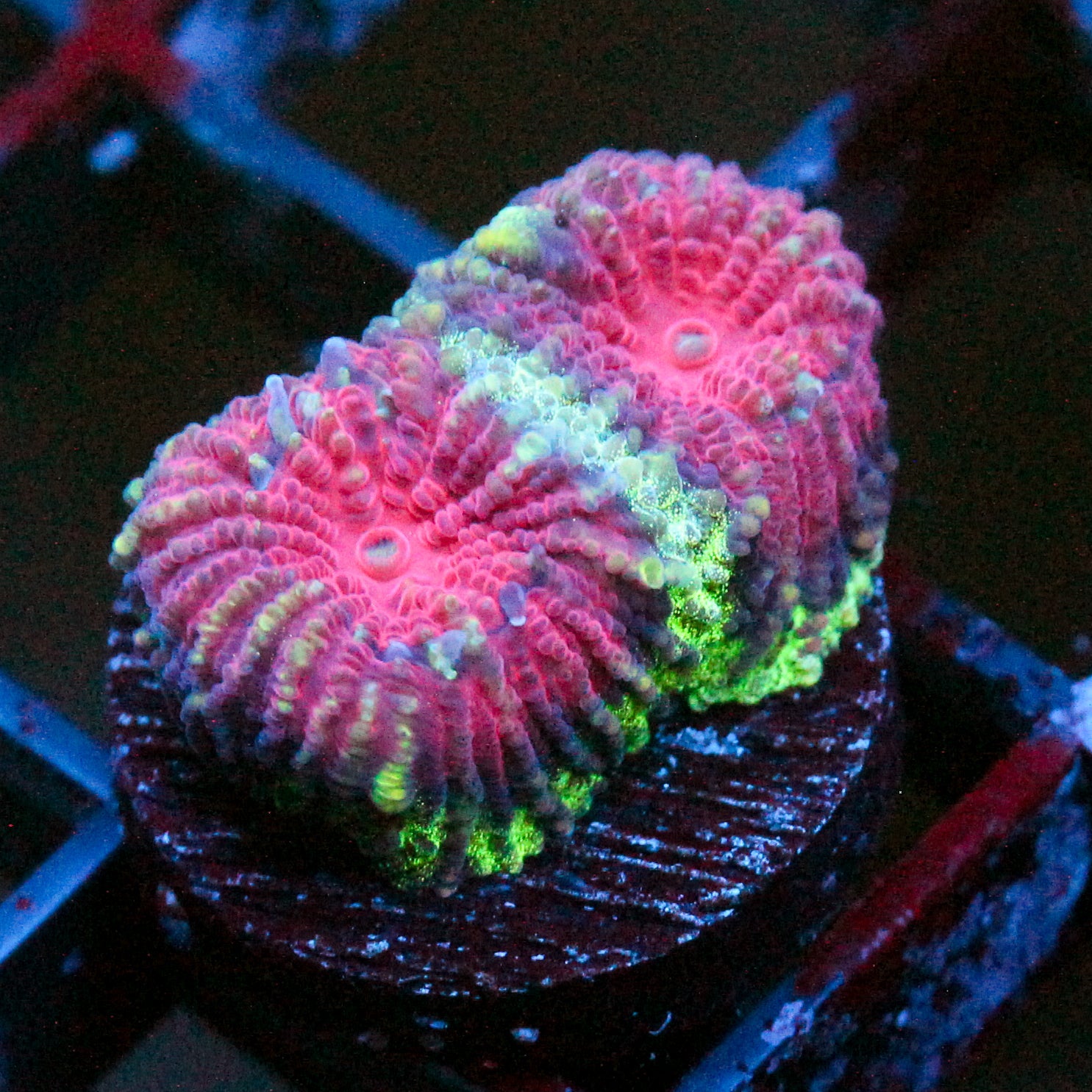 JC Demon Core Favia