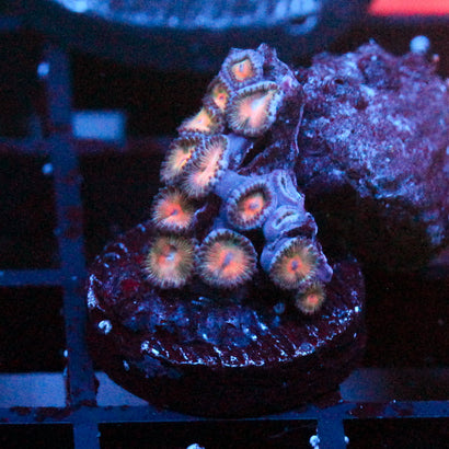 JC Peach Bellini Zoanthid